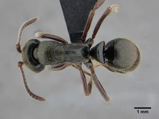 Neoponera metanotalis specimen UFV-LABECOL-000625 image ufv-labecol-000625_1