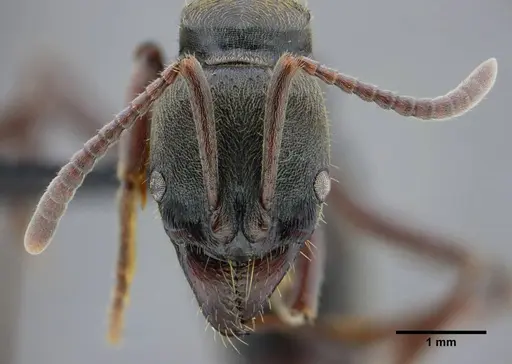 Neoponera metanotalis specimen UFV-LABECOL-000625 image ufv-labecol-000625_2