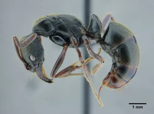 Neoponera metanotalis specimen UFV-LABECOL-000625 image ufv-labecol-000625_4