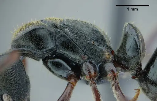 Neoponera metanotalis specimen UFV-LABECOL-000625 image ufv-labecol-000625_5