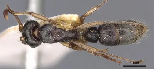 Neoponera moesta specimen CASENT0902519 image casent0902519_1