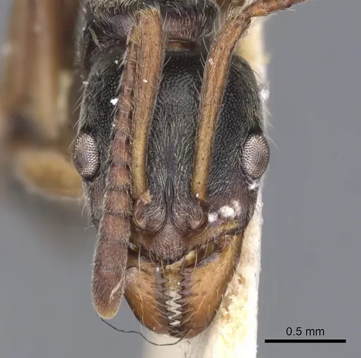 Neoponera moesta specimen CASENT0902519 image casent0902519_2