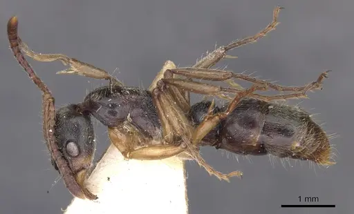 Neoponera moesta specimen CASENT0902519 image casent0902519_3