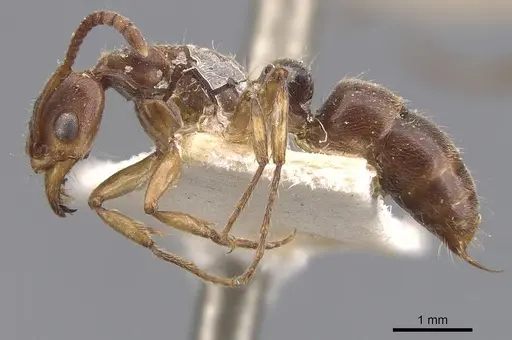 Neoponera moesta specimen CASENT0907246 image casent0907246_3