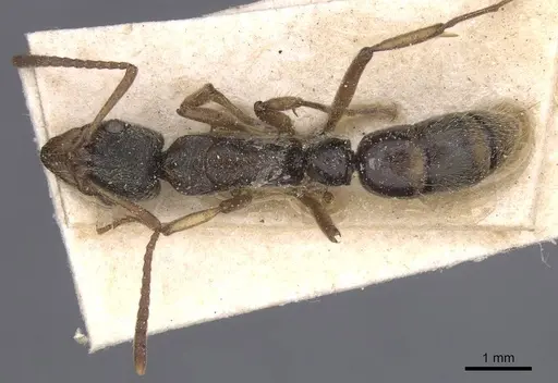 Neoponera moesta specimen CASENT0915255 image casent0915255_1