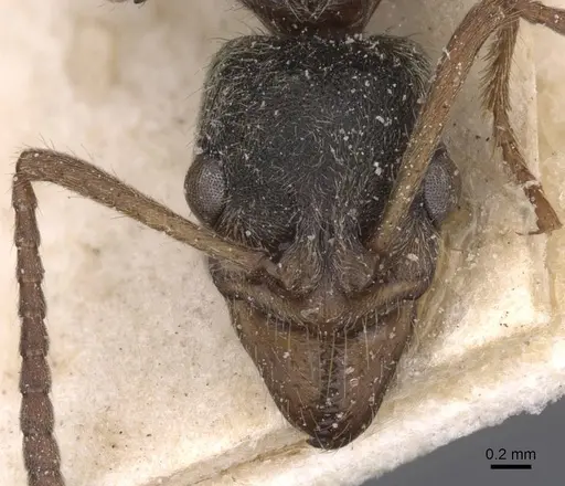 Neoponera moesta specimen CASENT0915255 image casent0915255_2