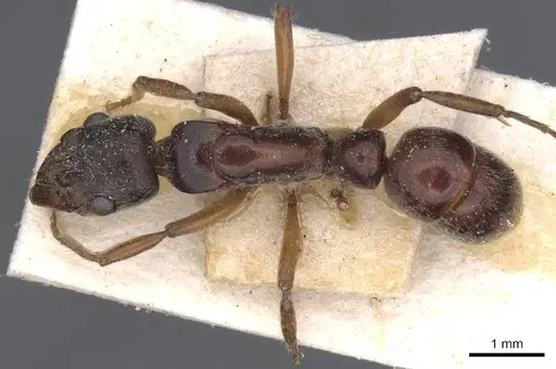 Neoponera moesta specimen CASENT0915256 image casent0915256_1