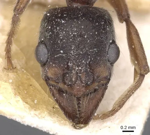 Neoponera moesta specimen CASENT0915256 image casent0915256_2