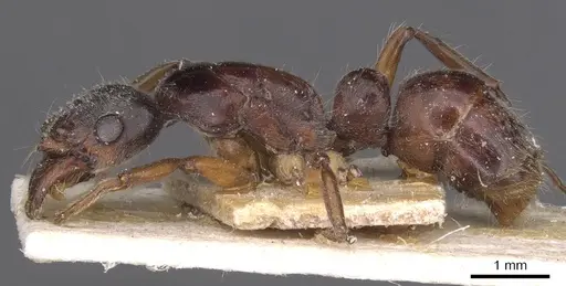 Neoponera moesta specimen CASENT0915256 image casent0915256_3