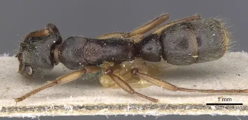 Neoponera moesta specimen CASENT0915257 image casent0915257_1