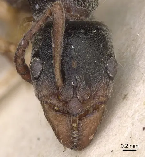 Neoponera moesta specimen CASENT0915257 image casent0915257_2