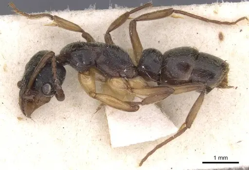 Neoponera moesta specimen CASENT0915257 image casent0915257_3