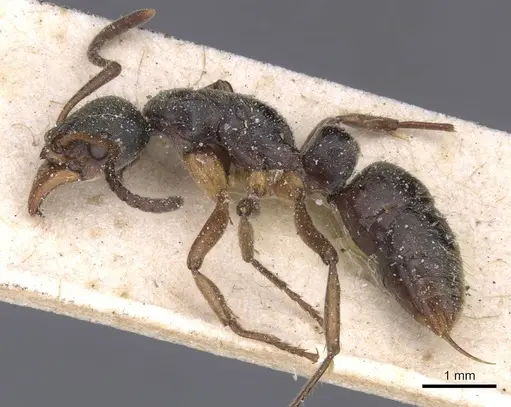 Neoponera moesta specimen CASENT0915258 image casent0915258_3