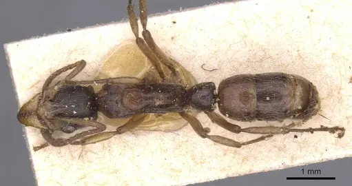 Neoponera moesta specimen CASENT0915268 image casent0915268_1