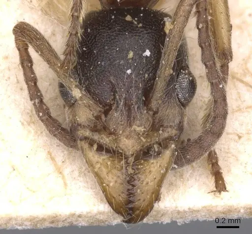 Neoponera moesta specimen CASENT0915268 image casent0915268_2