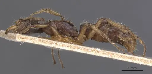 Neoponera moesta specimen CASENT0915268 image casent0915268_3