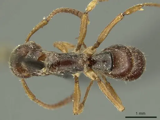 Neoponera moesta specimen CASENT0915658 image casent0915658_1