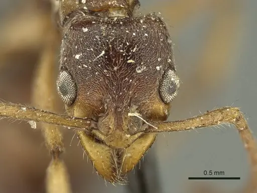 Neoponera moesta specimen CASENT0915658 image casent0915658_2