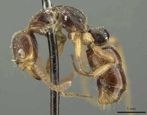 Neoponera moesta specimen CASENT0915658 image casent0915658_3
