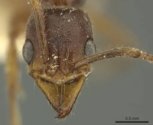 Neoponera moesta specimen CASENT0915659 image casent0915659_2