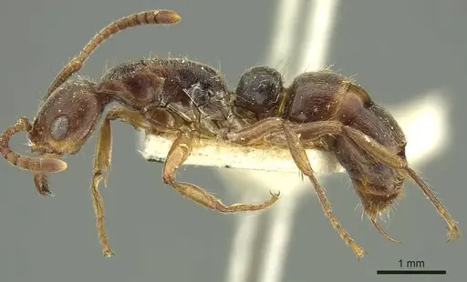 Neoponera moesta specimen CASENT0915659 image casent0915659_3