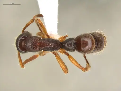 Neoponera moesta specimen ECOFOG-SGR-IN2PF11-01 image ecofog-sgr-in2pf11-01_1