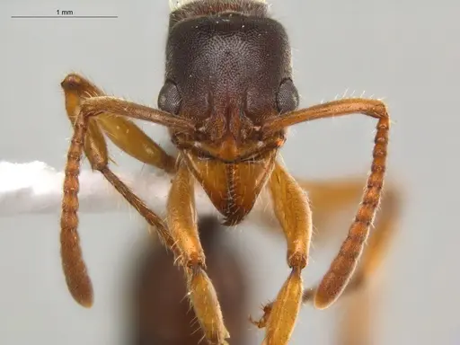 Neoponera moesta specimen ECOFOG-SGR-IN2PF11-01 image ecofog-sgr-in2pf11-01_2