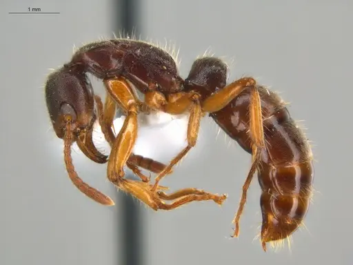 Neoponera moesta specimen ECOFOG-SGR-IN2PF11-01 image ecofog-sgr-in2pf11-01_3