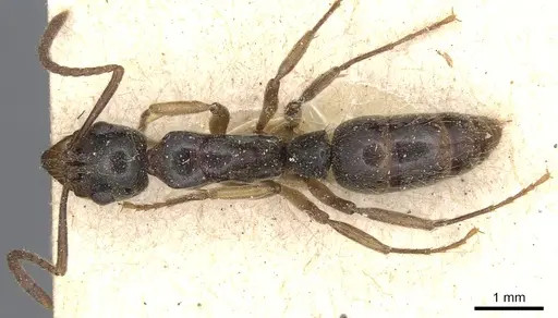 Neoponera oberthueri specimen CASENT0903886 image casent0903886_1
