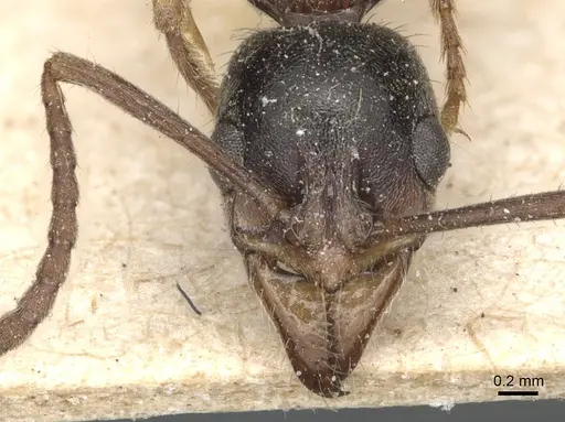 Neoponera oberthueri specimen CASENT0903886 image casent0903886_2