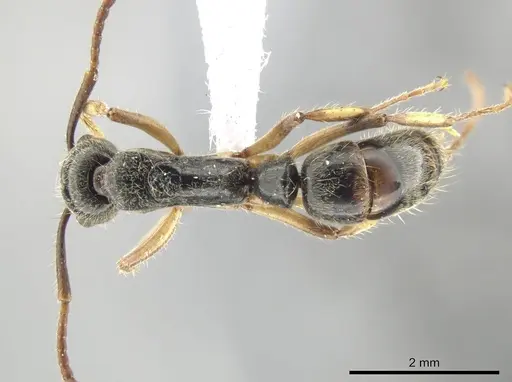 Neoponera oberthueri specimen DZUP549437 image dzup549437_1
