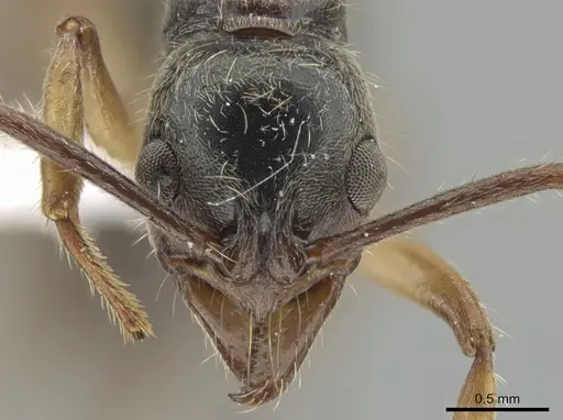 Neoponera oberthueri specimen DZUP549437 image dzup549437_2