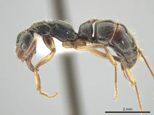 Neoponera oberthueri specimen DZUP549437 image dzup549437_3