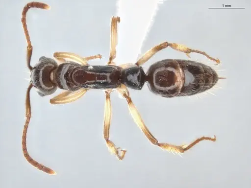 Neoponera oberthueri specimen ECOFOG-MAI19-0030-10 image ecofog-mai19-0030-10_1