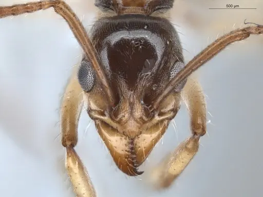 Neoponera oberthueri specimen ECOFOG-MAI19-0030-10 image ecofog-mai19-0030-10_2