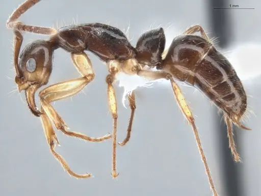 Neoponera oberthueri specimen ECOFOG-MAI19-0030-10 image ecofog-mai19-0030-10_3