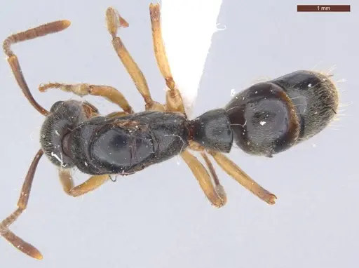 Neoponera oberthueri specimen ECOFOG-SL13-1064-21 image ecofog-sl13-1064-21_1