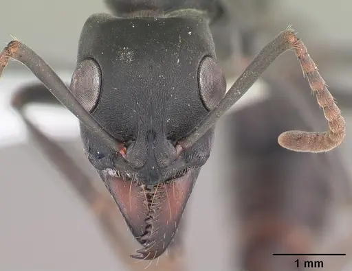 Neoponera obscuricornis specimen CASENT0103058 image casent0103058_2