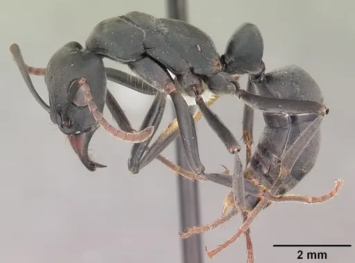 Neoponera obscuricornis specimen CASENT0103058 image casent0103058_3
