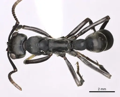 Neoponera obscuricornis specimen CASENT0249155 image casent0249155_1