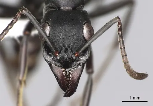 Neoponera obscuricornis specimen CASENT0249155 image casent0249155_2