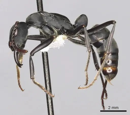 Neoponera obscuricornis specimen CASENT0249155 image casent0249155_3