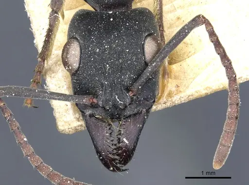 Neoponera obscuricornis specimen CASENT0903883 image casent0903883_2