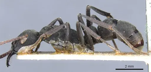 Neoponera obscuricornis specimen CASENT0903883 image casent0903883_3
