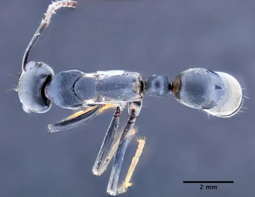 Neoponera obscuricornis specimen DZUP549364 image dzup549364_1