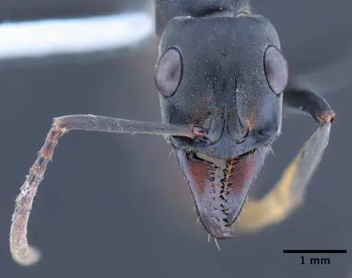Neoponera obscuricornis specimen DZUP549364 image dzup549364_2
