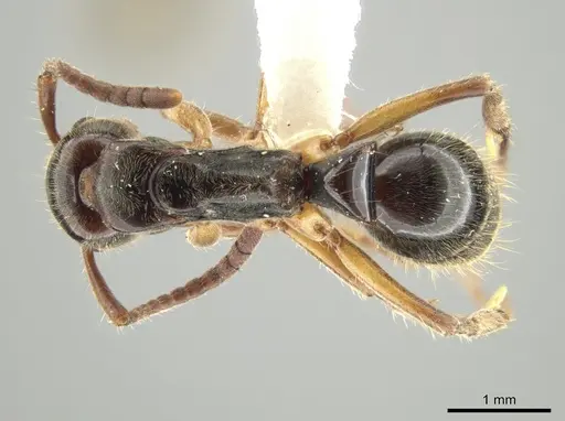 Neoponera recava specimen UTIC00212810 image utic00212810_1