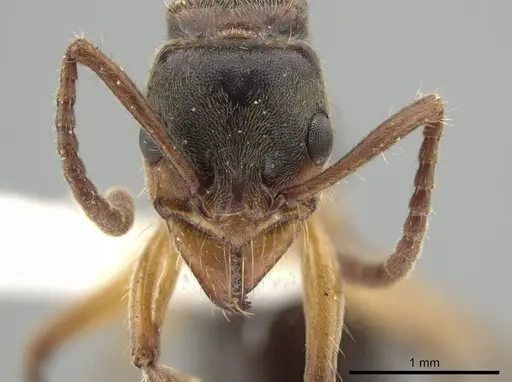 Neoponera recava specimen UTIC00212810 image utic00212810_2