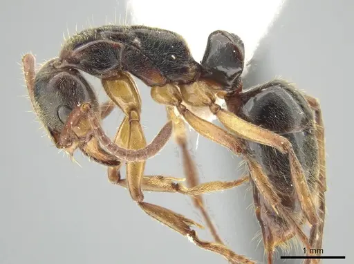 Neoponera recava specimen UTIC00212810 image utic00212810_3