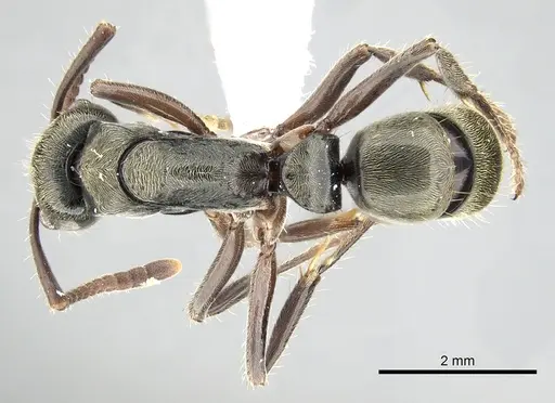 Neoponera rugosula specimen CASENT0249157 image casent0249157_1